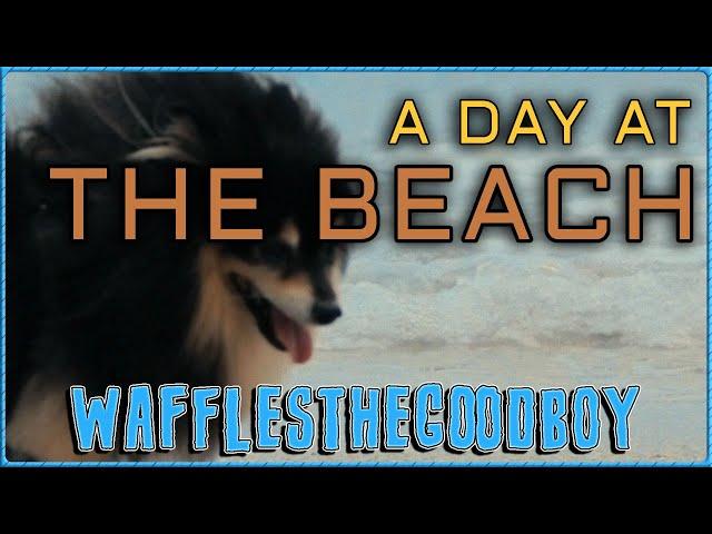 A Short Day at the Beach with WafflestheGoodboy!