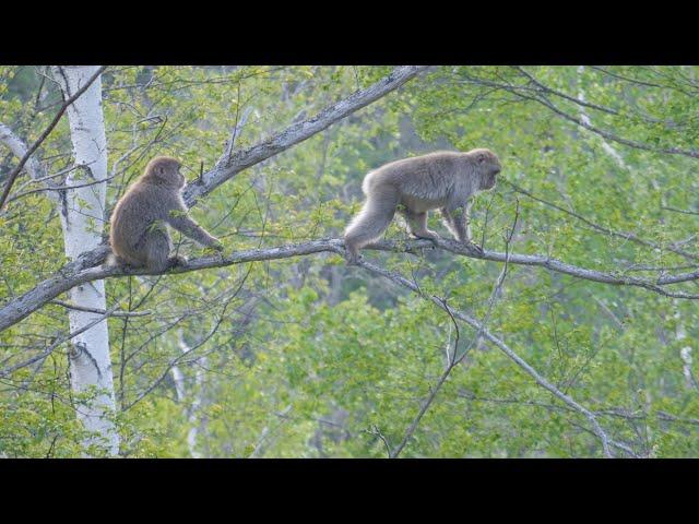 【 ニホンザル 】 雑魚川沿いの森の中にて 　～ 雑魚川 ～