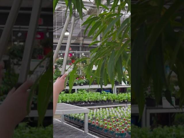 Make pruning easy with Gemplers Pruners