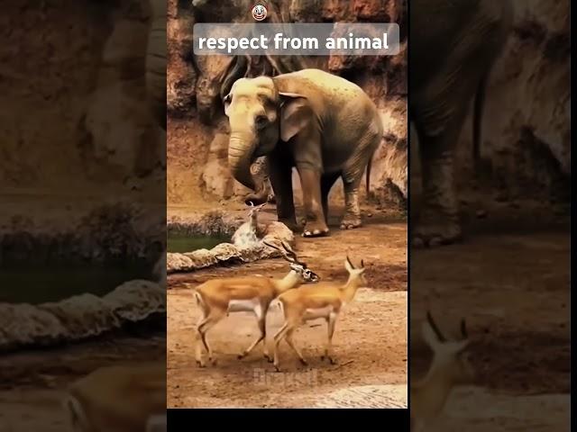 #@#@#@#@elephant power