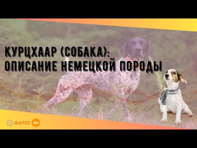 Курцхаар (собака): описание немецкой породы