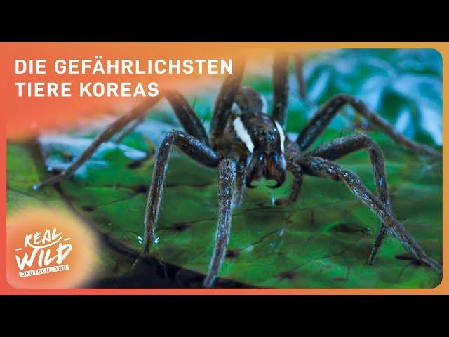 Südkorea - Land der extremen Tiere | Doku | Real Wild Deutschland