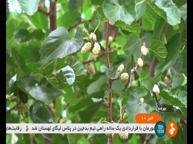 Iran White Mulberry harvest, Spring 1398, Nowferest village, Birjand توت سفيد روستاي نوفرست بيرجند