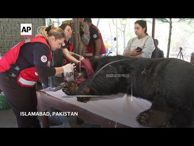 Charity rescues severely abused bear in Pakistan