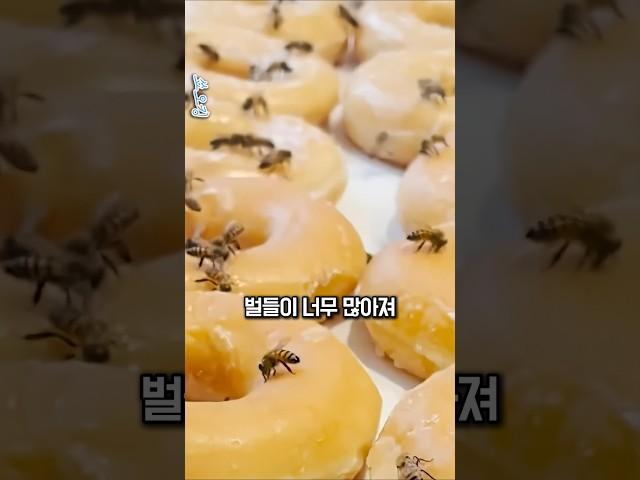 벌들이 점령한 도넛가게