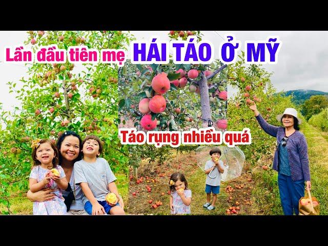 CUỘC SỐNG MỸ- GIA ĐÌNH VIỆT MỸ ĐI LÊN NÚI HÁI TÁO- LẦN ĐẦU TIÊN MẸ ĐƯỢC HÁI TÁO QUẢ TO NGỌT Ở MỸ