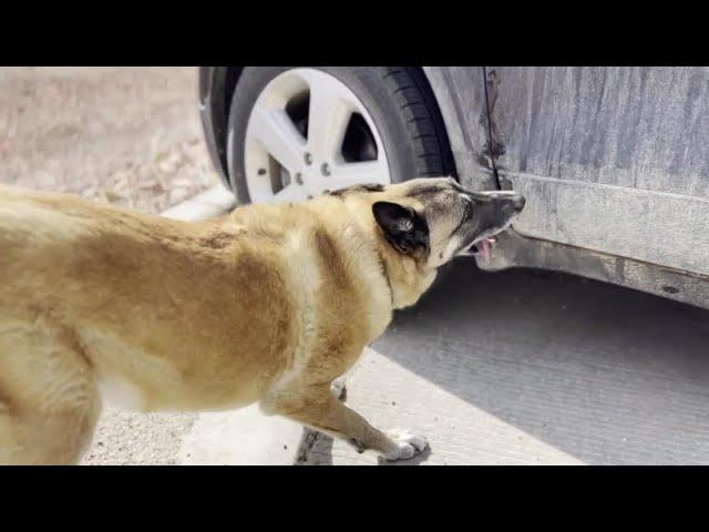 WHP trains entire narcotic K9 unit to detect fentanyl