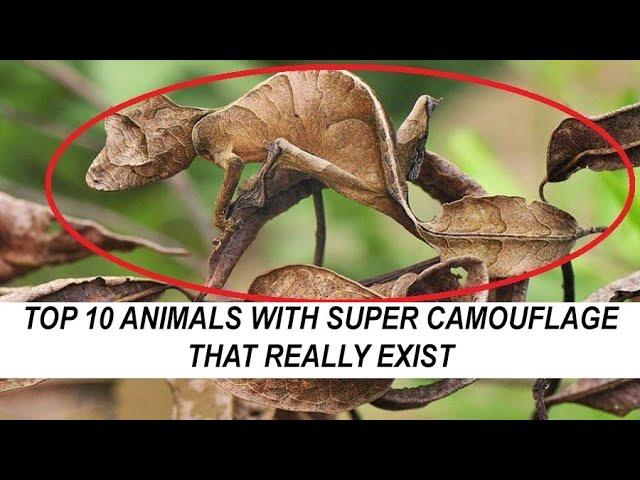 TOP 10 Animal With SUPER CAMOUFLAGE That Really EXIST