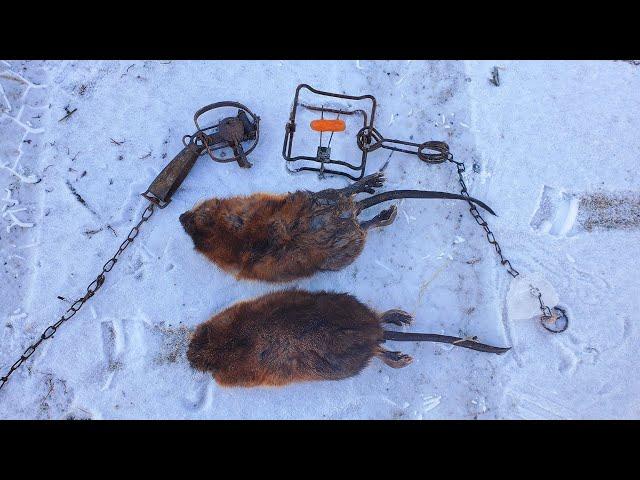 Muskrat Trapping Bank dens, Baited Sets and Huts