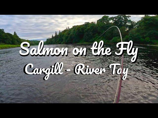 Salmon on the Fly at Cargill - The River Tay