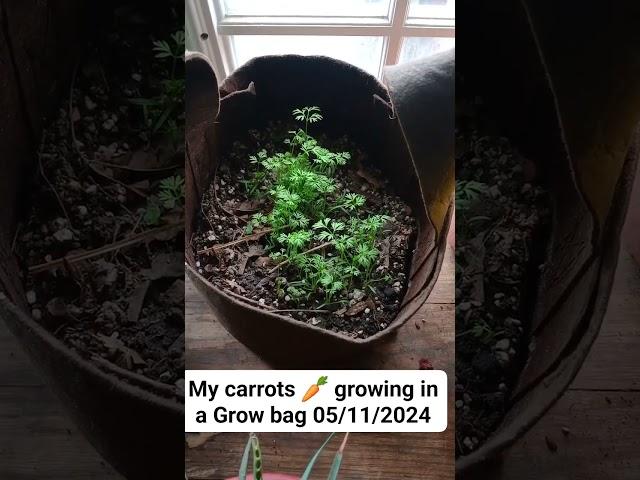 carrots growing in my grow bag first time growing them 05/11/2024 carrot episode 1