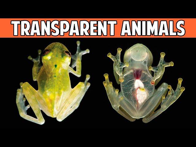 10 MOST TRANSPARENT And INVISIBLE Animals In The World 