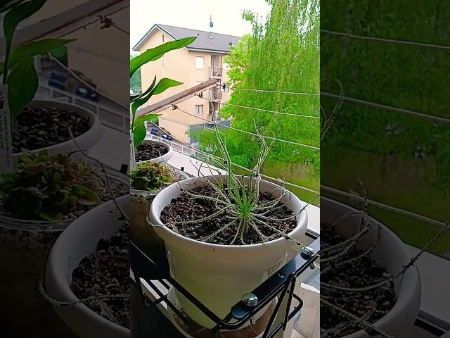 Drosophyllum lusitanicum  #piantecarnivore