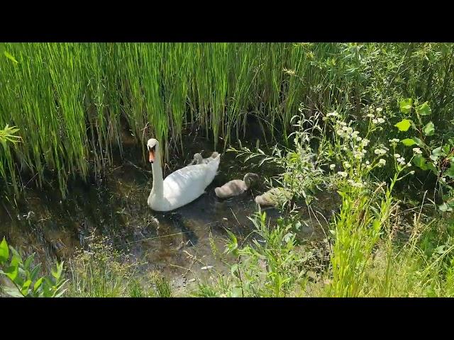 Family swans in the city park of Uzhhorod