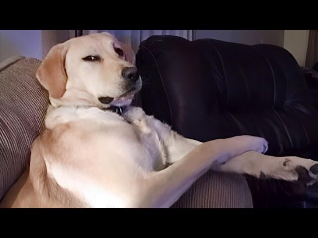 Dogs are the Queens of All Drama!  Funny Dog Videos 2024