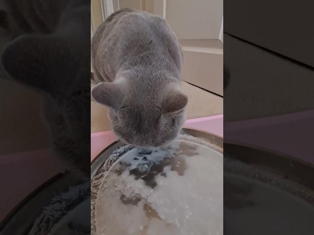 Cat licks the plate clean | Melody Snowcastle