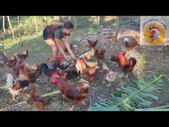 Organic Free Feeds for Native and Free Range Chickens