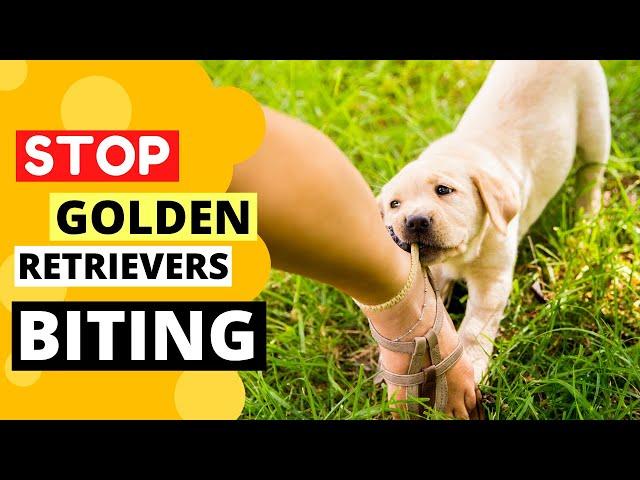 How to Train your Golden Retriever Puppy to Stop Biting