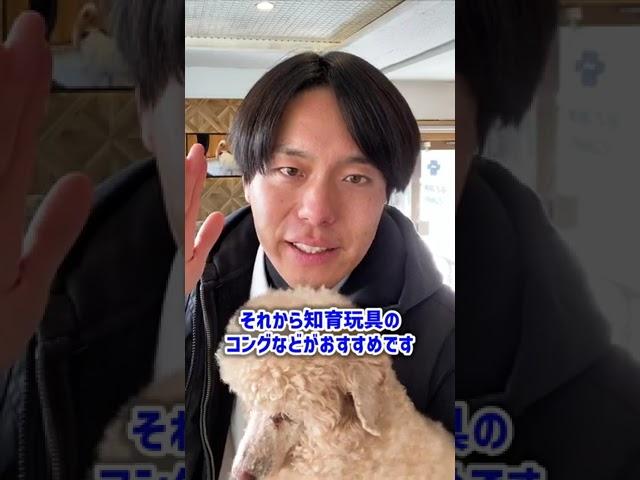子犬の甘噛みが劇的に改善するしつけ方法5選