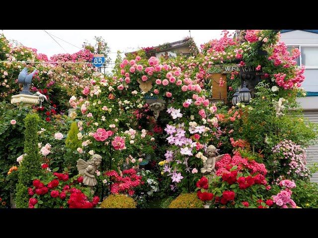 【Private Gardens】Summer gardens of Facilities in Japan. 夏のオープンガーデン  #分蜂 #swarming #rose