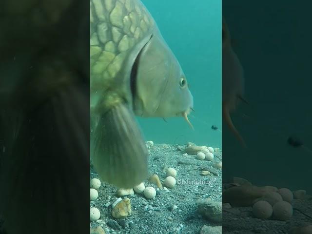 Carp take with our underwater camera.