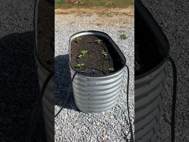 The start of the 2025 garden and a glimpse of the ducks in the pond   #georgia #fyp #gardening