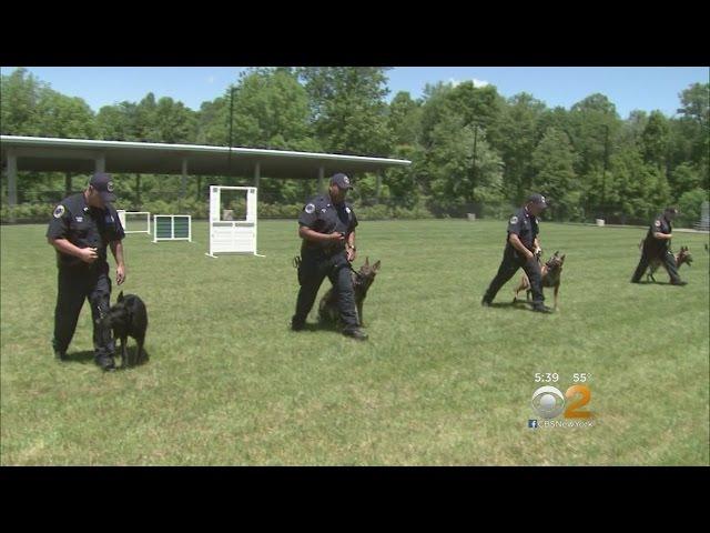 Inside The MTA’s K9 Training