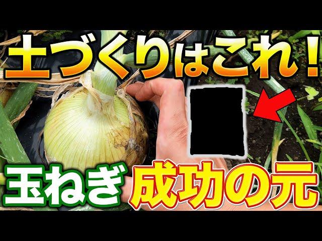 【土は基礎が大事！】大きい玉ねぎを作るためには〇〇を入れてください