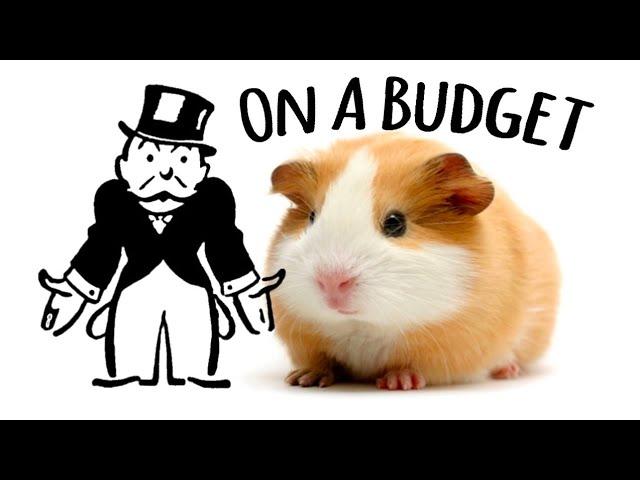 Owning Guinea Pigs On A Budget