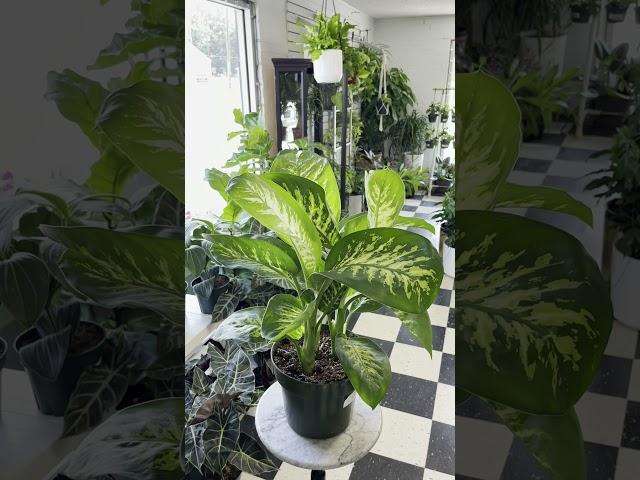 Dieffenbachia Care Guide