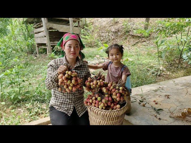 Single mother harvests lychees to sell and cooks meals with her daughter Po.