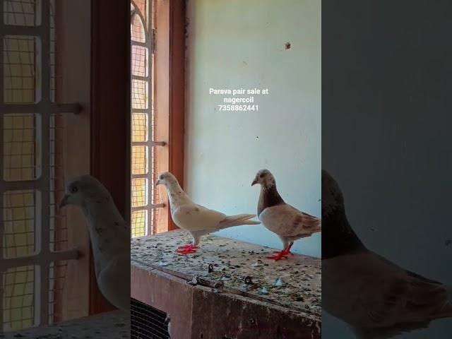 parava pair sale at nagercoil #parava #sale #nagercoil #kabootar