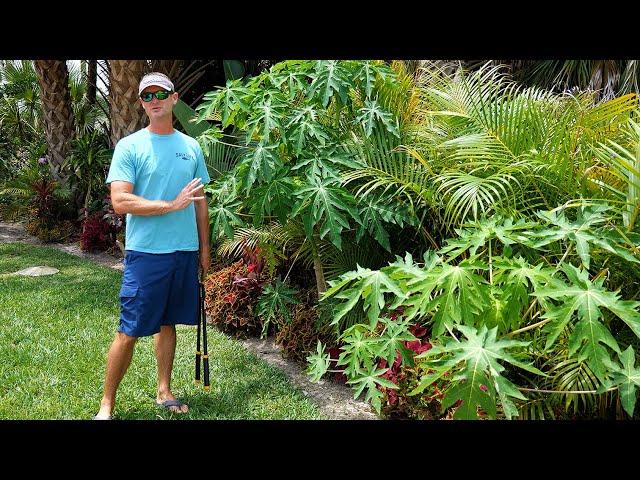 Pruning Papaya Trees Properly