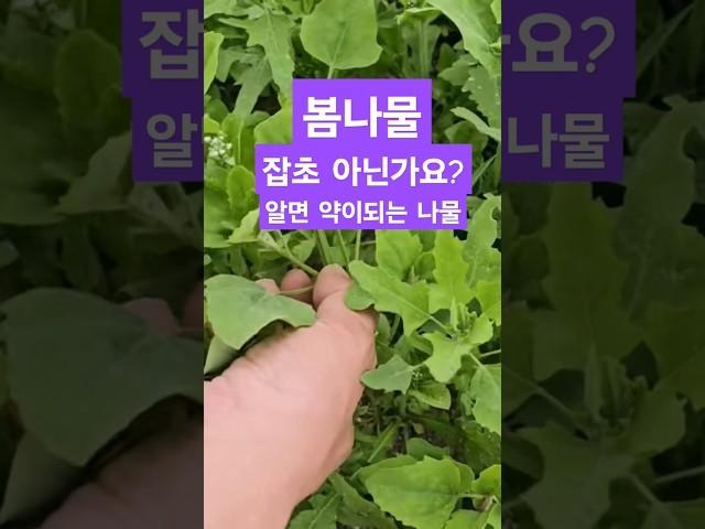 봄나물 잡초 아닌가요? 알면 약이되는 명아주 나물 #shorts