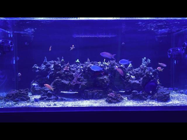 Reef Tank General Update