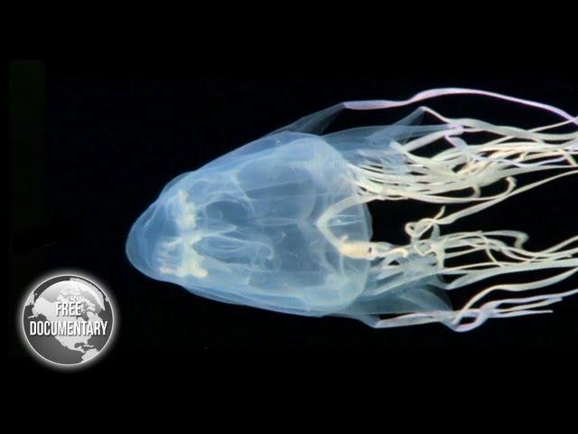 BOX Jellyfish - The Most Dangerous Sea Creature