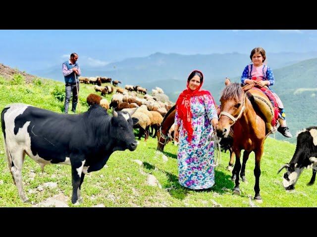 A New Morning in the Mountains | Grazing Cows & Restoring an Old Wooden Bridge