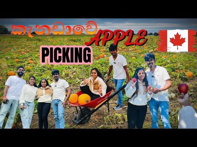 A Day in Canada: Apple Picking & Salmon Run  |English Subtitles| කැනඩාවේ ඇපල් වත්තක් බලන්න යමු 