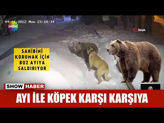 Ayı ile köpek karşı karşıya