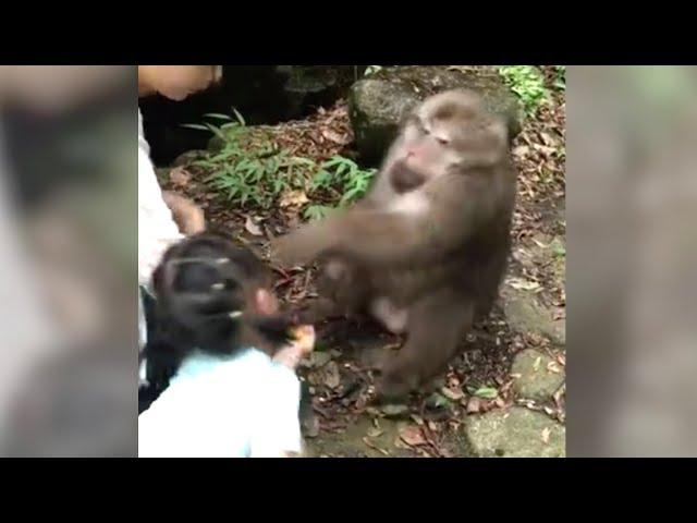 Little girl gets smacked on the face by angry monkey
