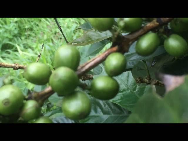 coffee plant with Seed (coffee Bean) in Idukki Kerala