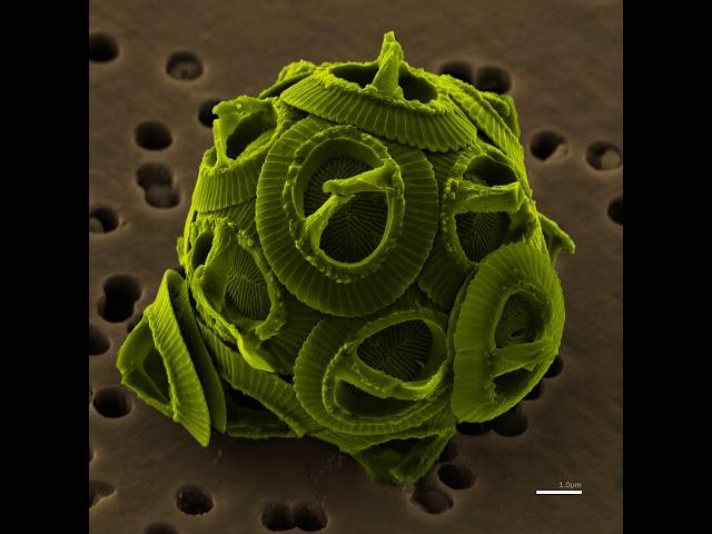 Gephyrocapsa | Wikipedia audio article