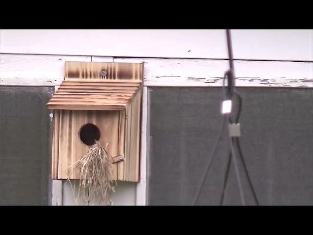 Gregory Editor buys a Bird House