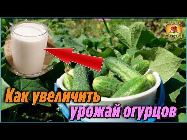 Вот как увеличить урожай огурцов. Супер простой и эффективный способ. Секрет высокого урожая