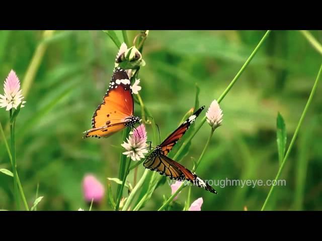 The Common Tiger + Plain tiger butterfly s