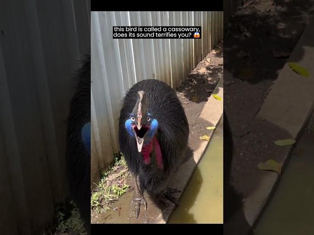 Cassowary bird - what does it's sound reminds you of? #shorts  #bird #cassowary #animals
