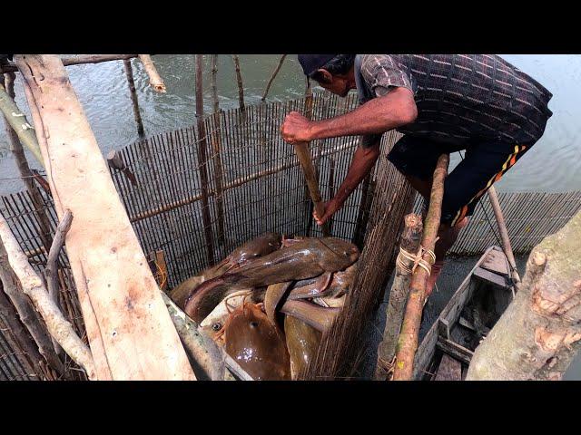 Fishing Exciting, They catch fish very easily using only bamboo traps