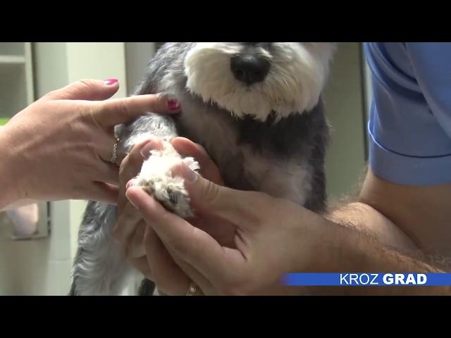 Putovanje sa kućnim ljubimcem - Mario Tikvicki, veterinar, TV Subotica