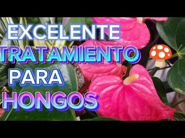 ANTURIOS CON EXCELENTE TRATAMIENTO PARA PREVENIR Y ACABAR CON LOS HONGOS‍🟫🪴