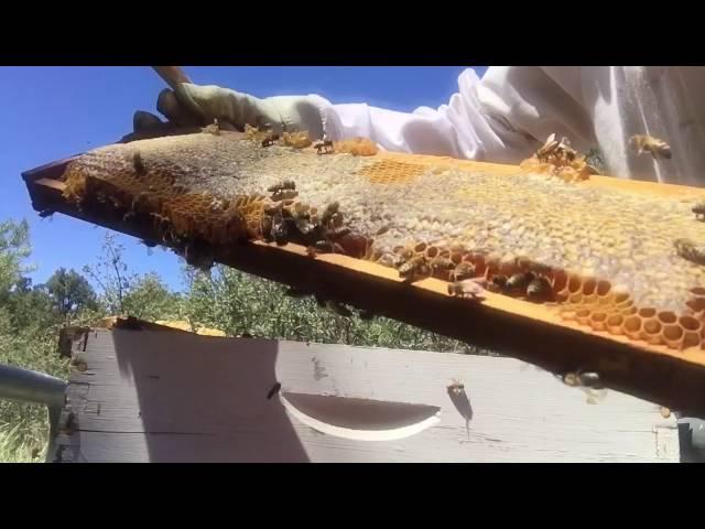 A small glimpse from hive to jar honey.